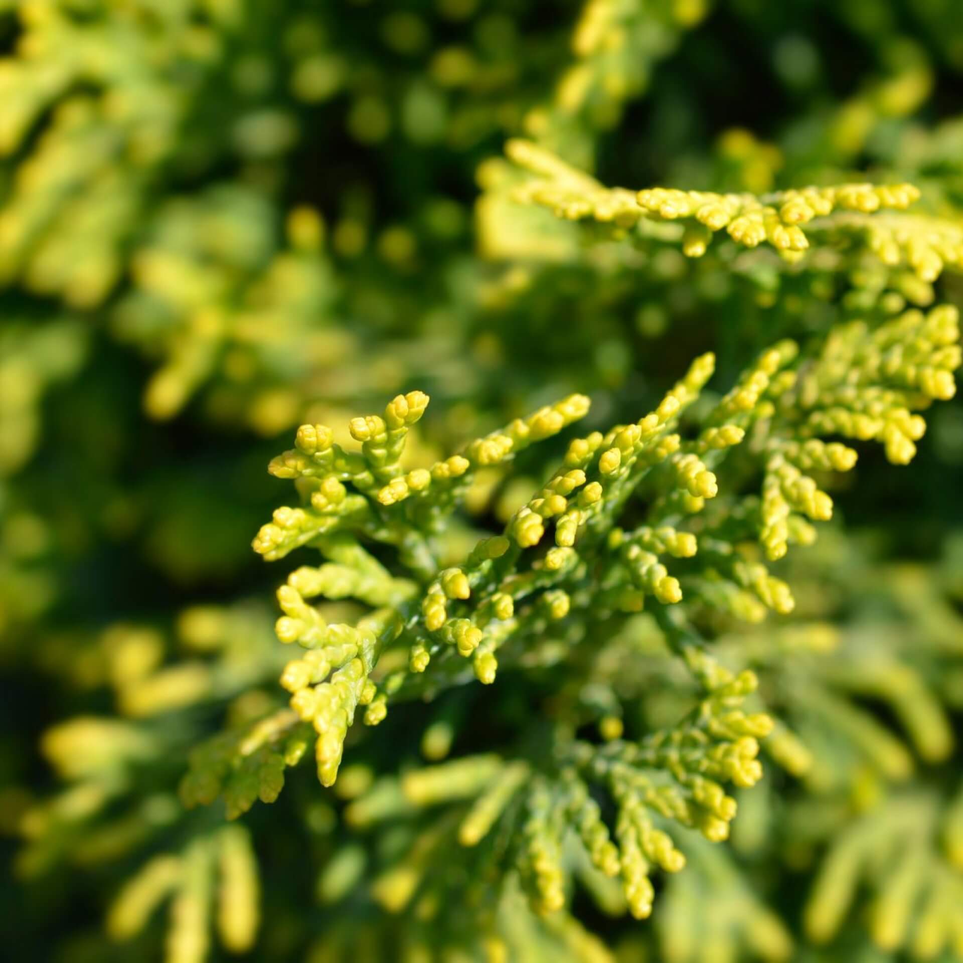 Hinoki-Scheinzypresse 'Aurora' (Chamaecyparis obtusa 'Aurora')