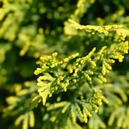 Foto von Hinoki-Scheinzypresse 'Aurora' (Chamaecyparis obtusa 'Aurora')