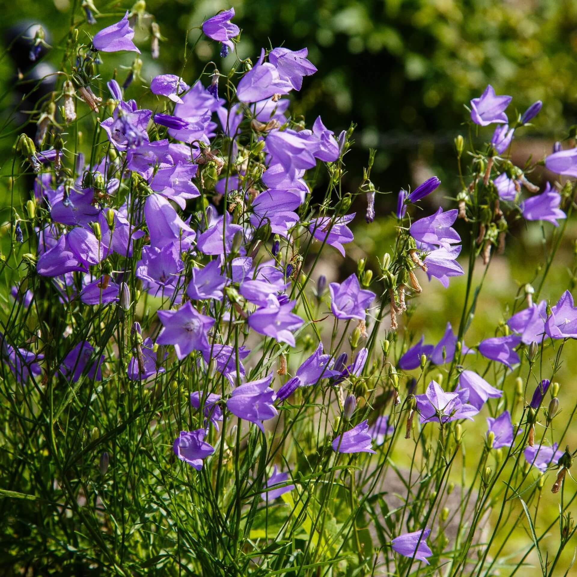 Rundblättrige Glockenblume (Campanula rotundifolia)