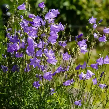 Foto von Rundblättrige Glockenblume (Campanula rotundifolia)