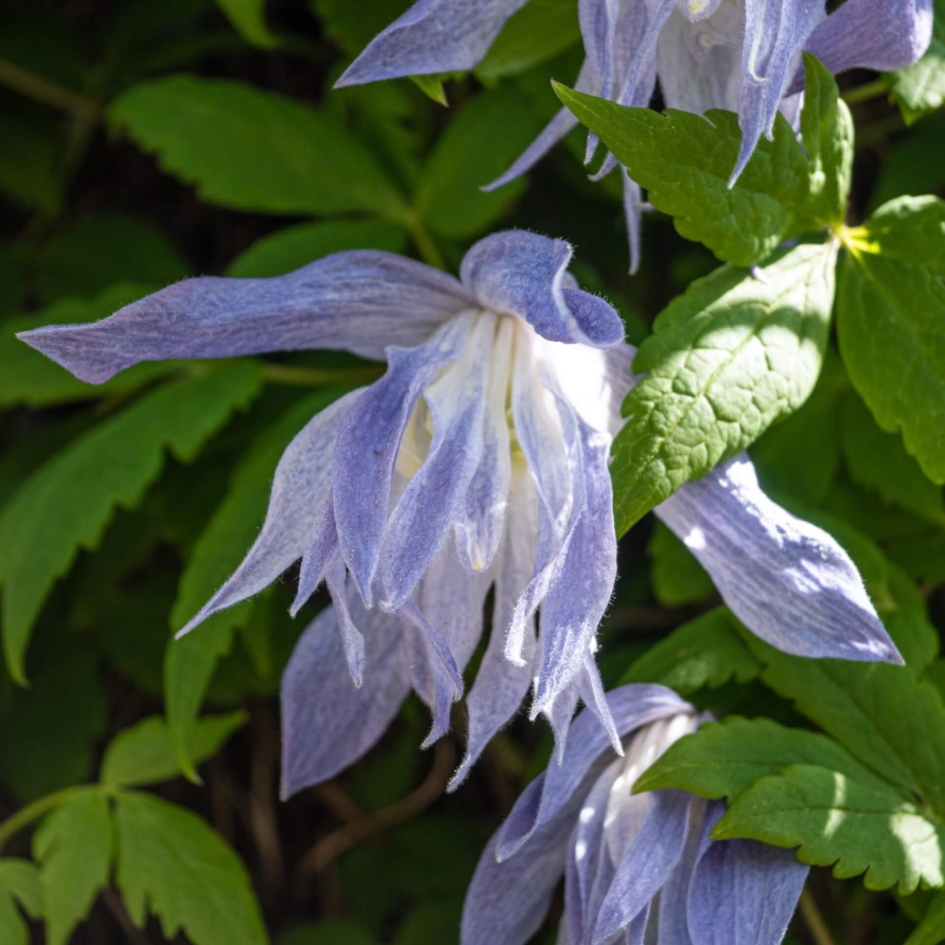 Alpen-Waldrebe 'Frankie' (Clematis alpina 'Frankie')