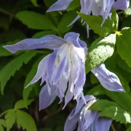 Foto von Alpen-Waldrebe 'Frankie' (Clematis alpina 'Frankie')