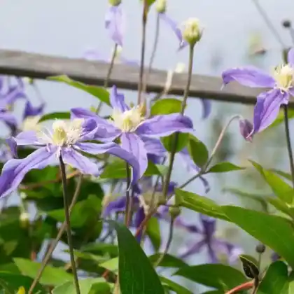 Foto von Staudenclematis 'Arabella' (Clematis integrifolia 'Arabella')
