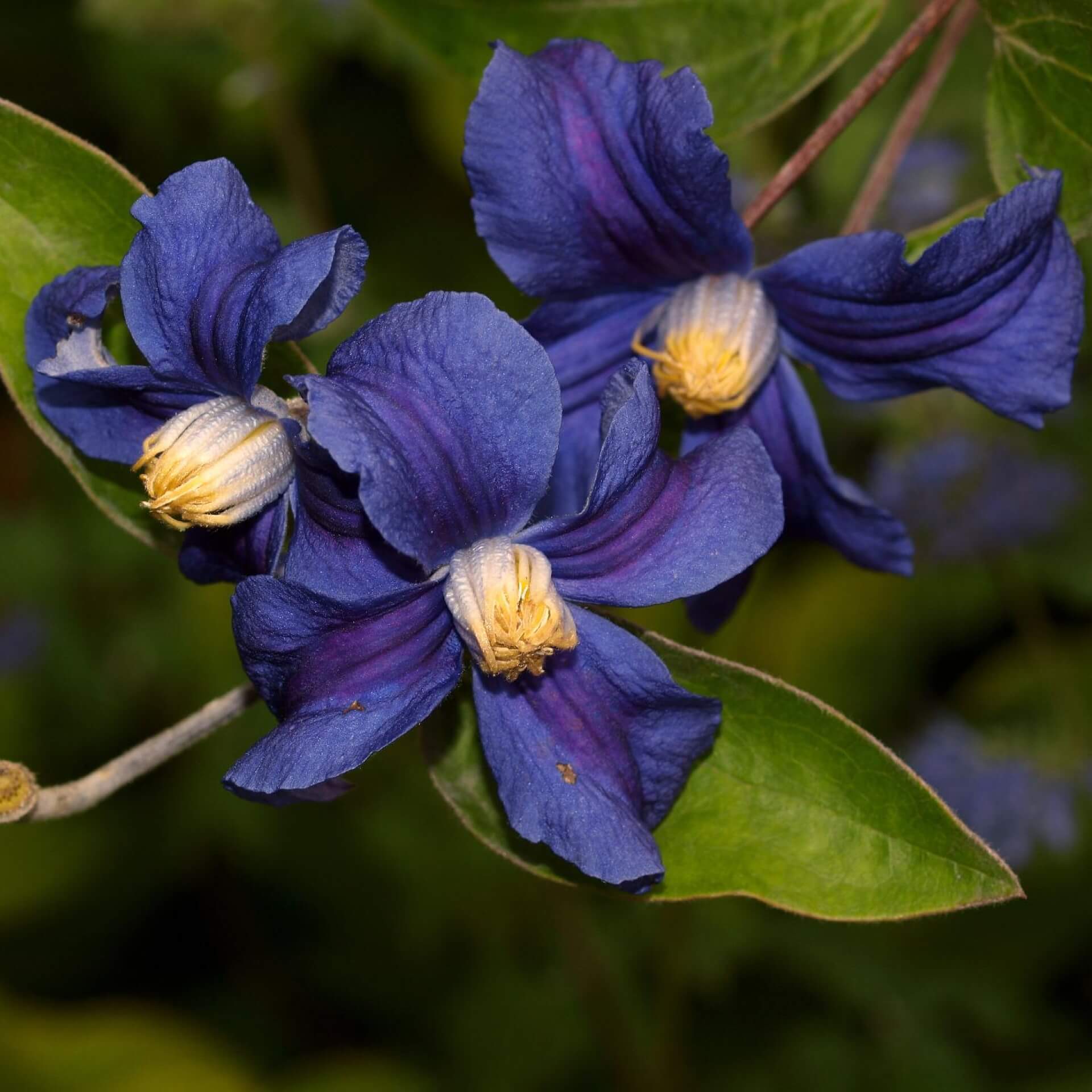 Staudenclematis 'Durandii' (Clematis integrifolia 'Durandii')