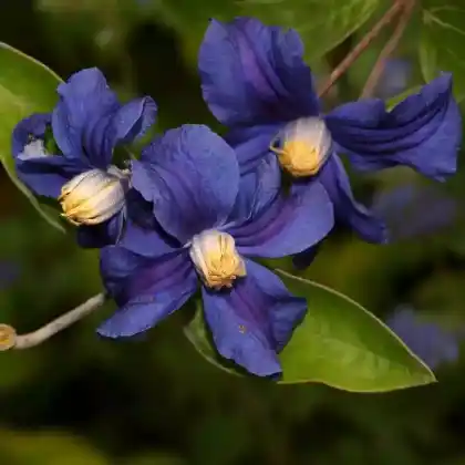 Foto von Staudenclematis 'Durandii' (Clematis integrifolia 'Durandii')