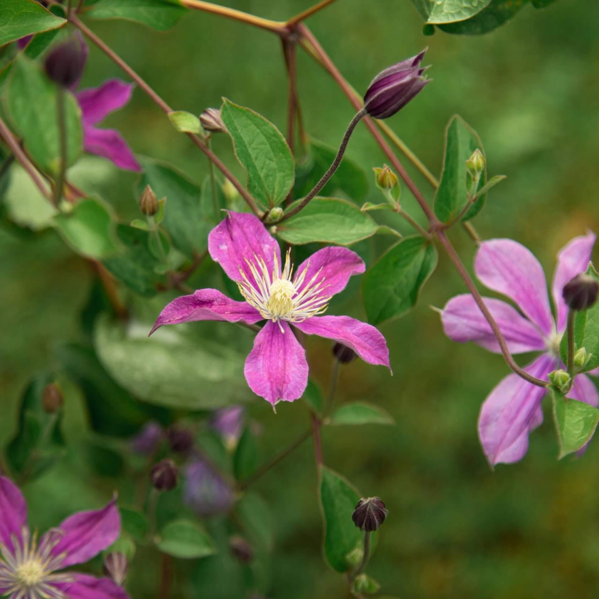 Staudenclematis 'Juuli' (Clematis integrifolia 'Juuli')