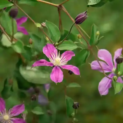 Foto von Staudenclematis 'Juuli' (Clematis integrifolia 'Juuli')