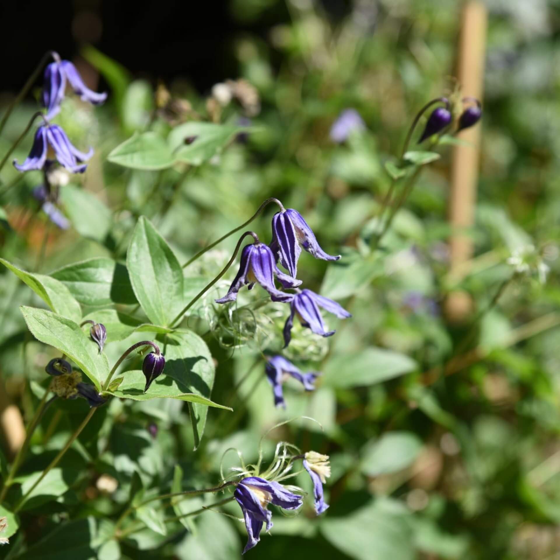 Staudenclematis 'Olgae' (Clematis integrifolia 'Olgae')