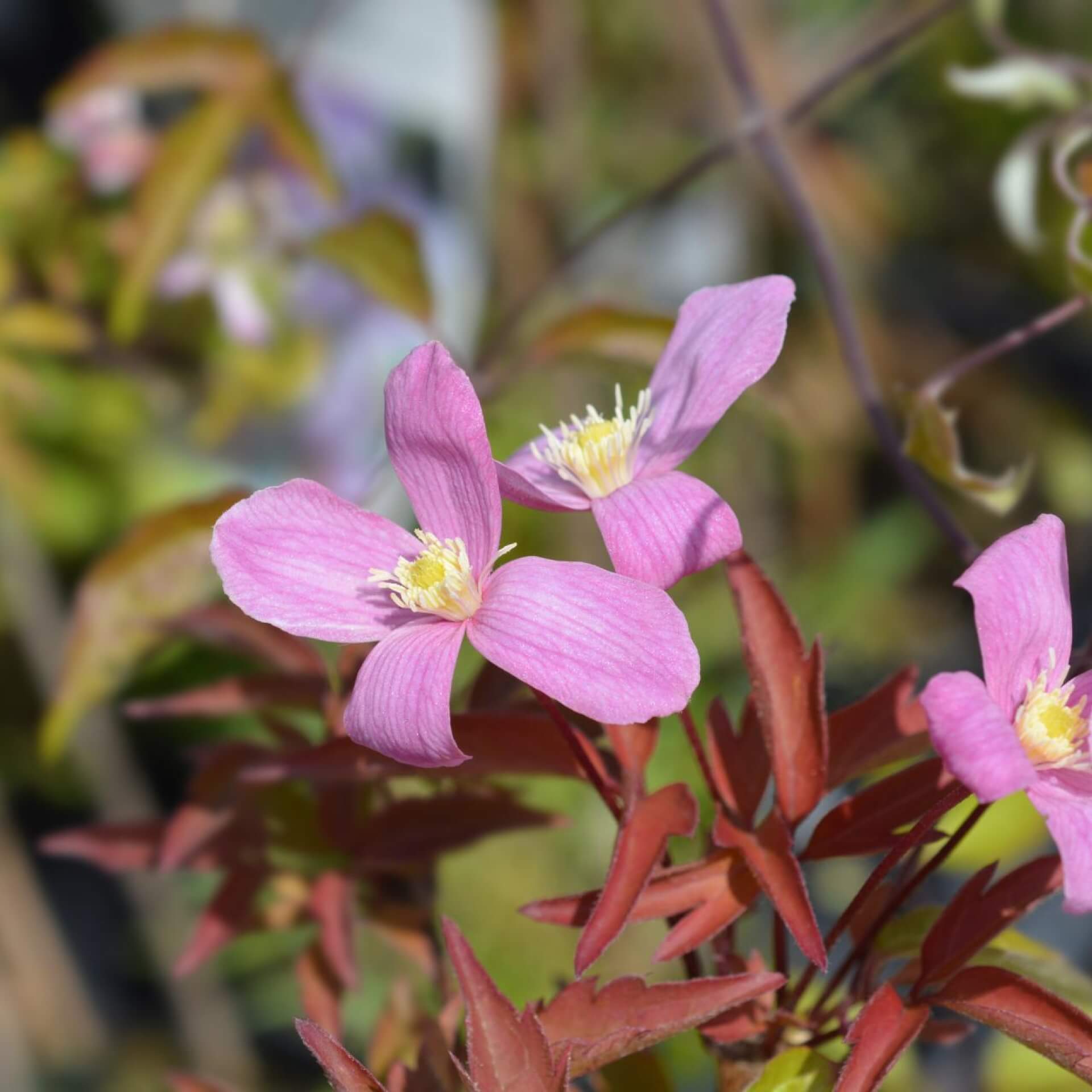 Berg-Waldrebe 'Fragrant Spring' (Clematis montana 'Fragrant Spring')