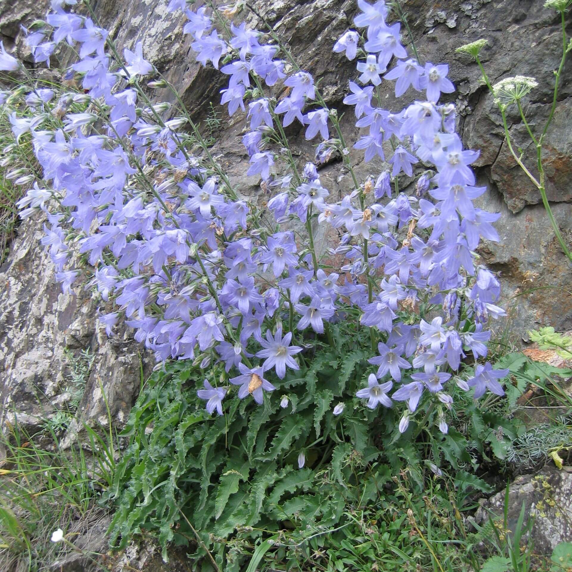 Sarmatische Glockenblume (Campanula sarmatica)