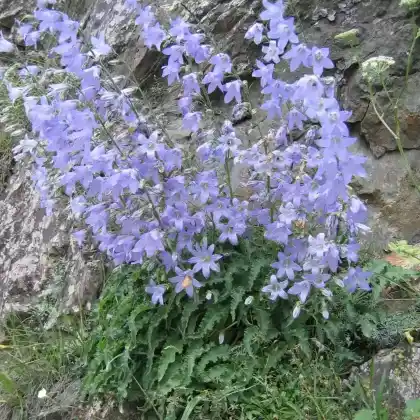 Foto von Sarmatische Glockenblume (Campanula sarmatica)
