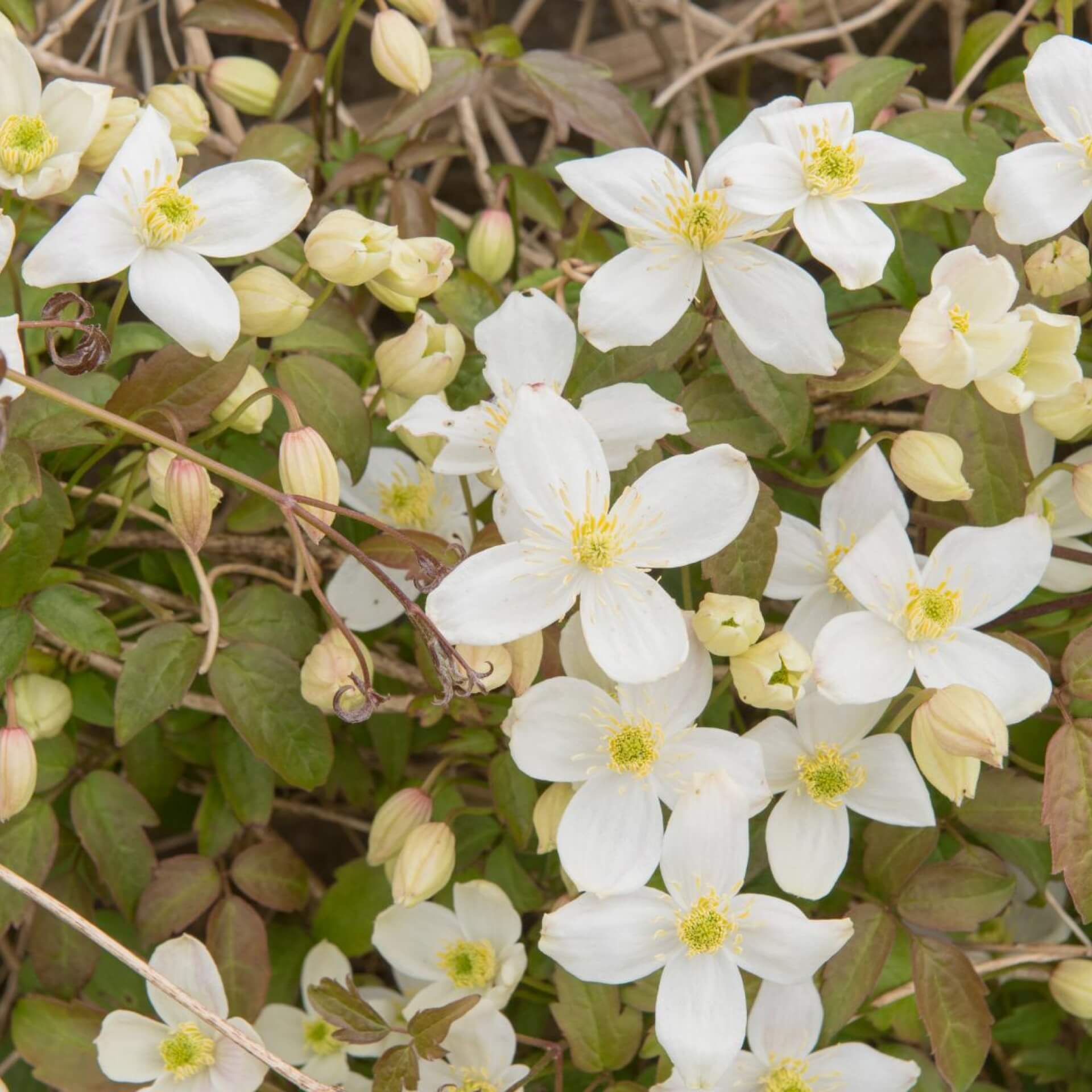 Berg-Waldrebe 'Grandiflora' (Clematis montana 'Grandiflora')