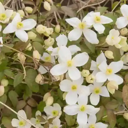 Foto von Berg-Waldrebe 'Grandiflora' (Clematis montana 'Grandiflora')