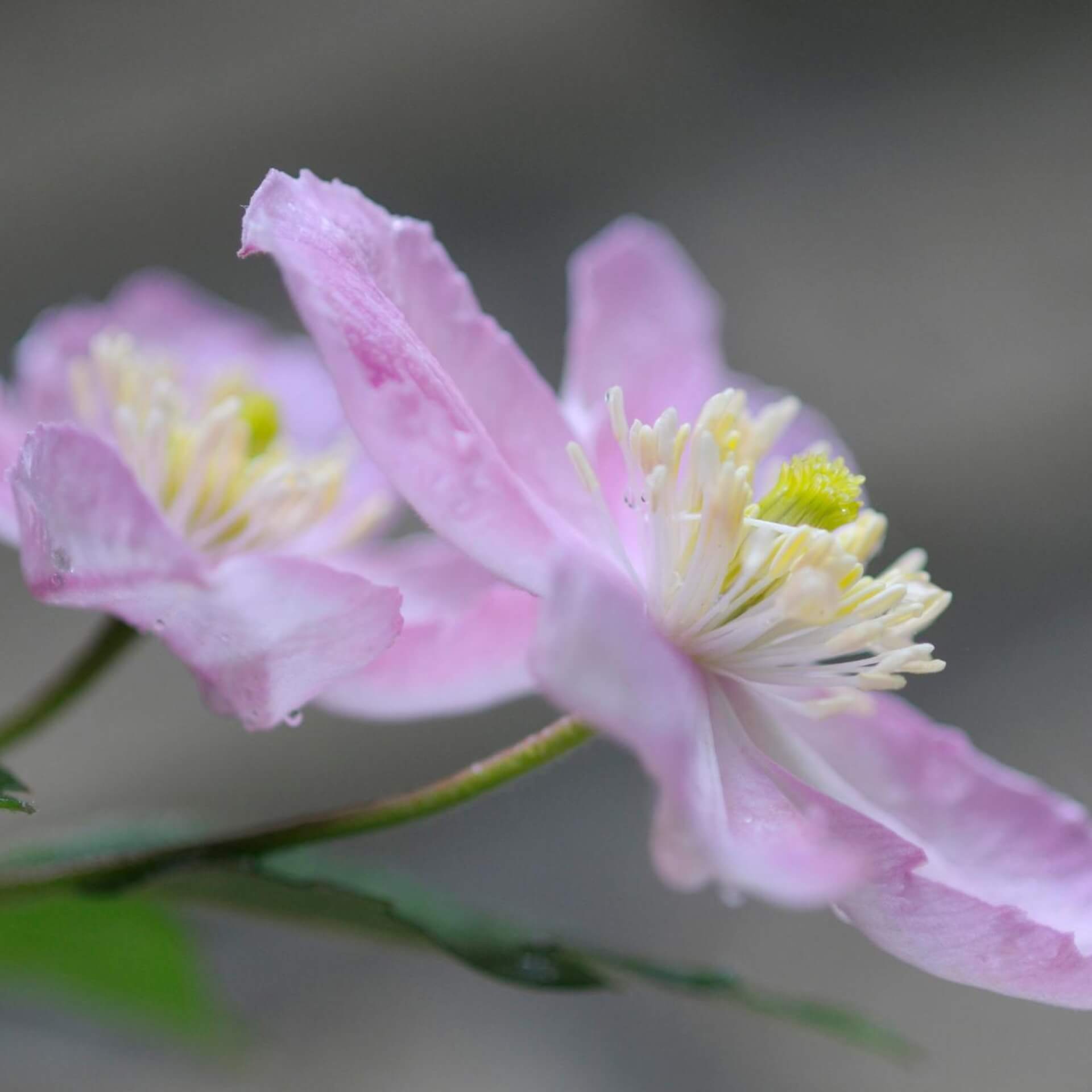 Berg-Waldrebe 'Tetra Rose' (Clematis montana 'Tetra Rose')