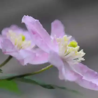 Foto von Berg-Waldrebe 'Tetra Rose' (Clematis montana 'Tetra Rose')