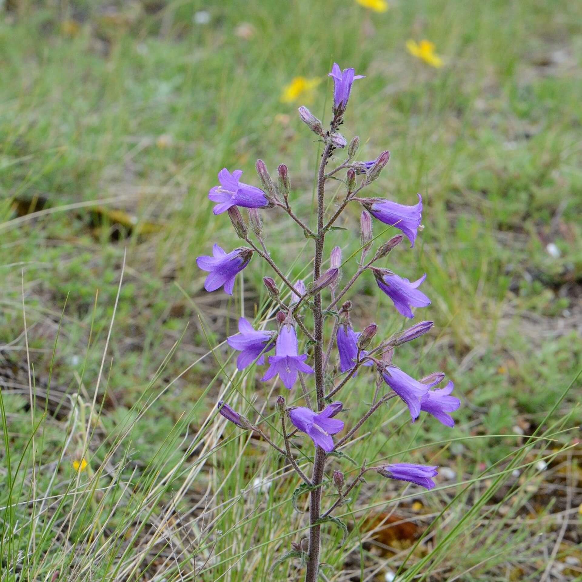 Steppen-Glockenblume (Campanula sibirica)