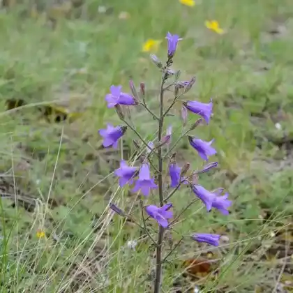 Foto von Steppen-Glockenblume (Campanula sibirica)