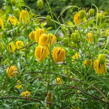 Foto von Mongolei-Waldrebe 'Lambton Park' (Clematis tangutica 'Lambton Park')