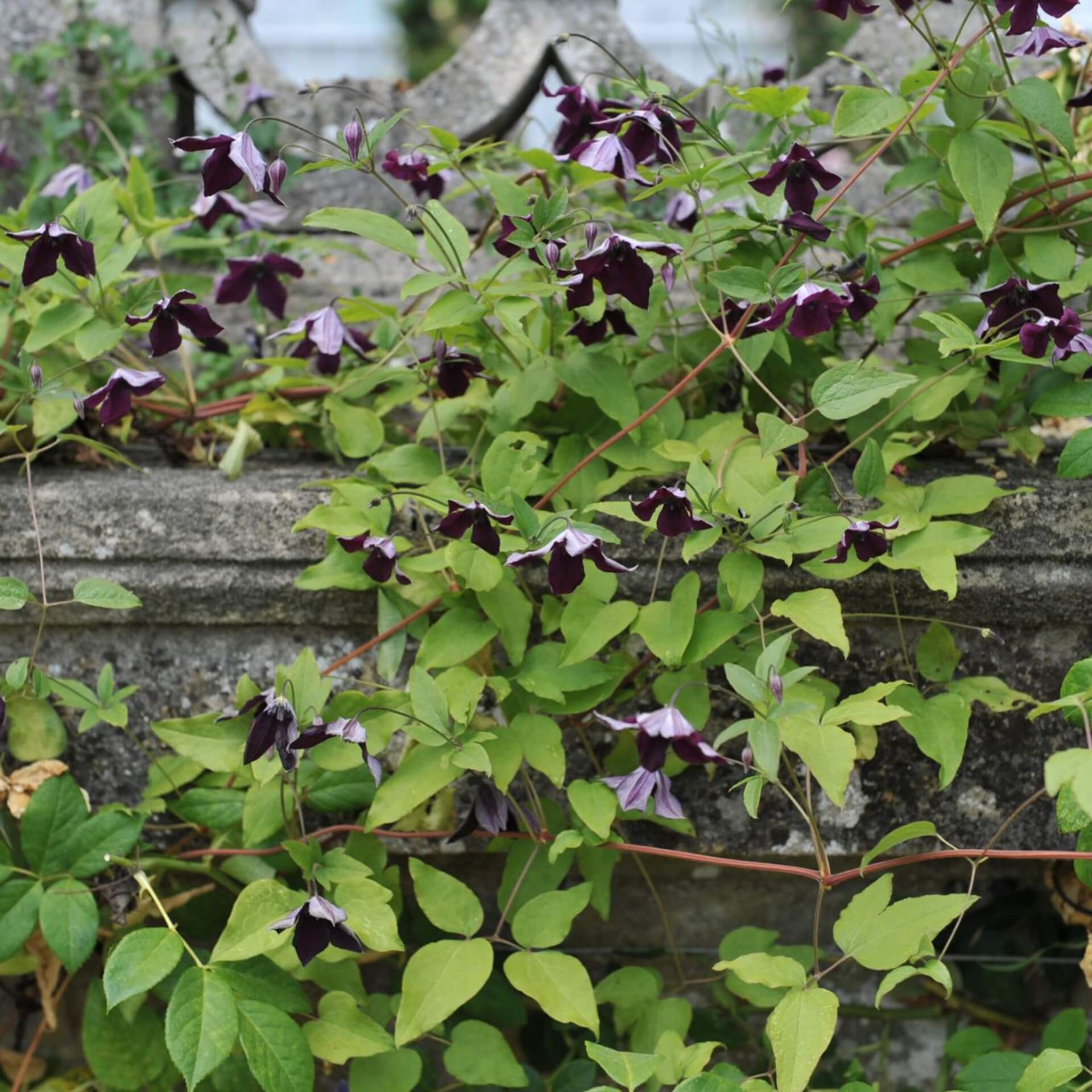 Italienische Waldrebe 'Black Prince' (Clematis viticella 'Black Prince')