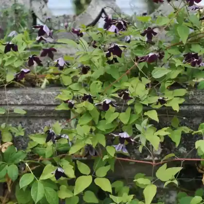 Foto von Italienische Waldrebe 'Black Prince' (Clematis viticella 'Black Prince')