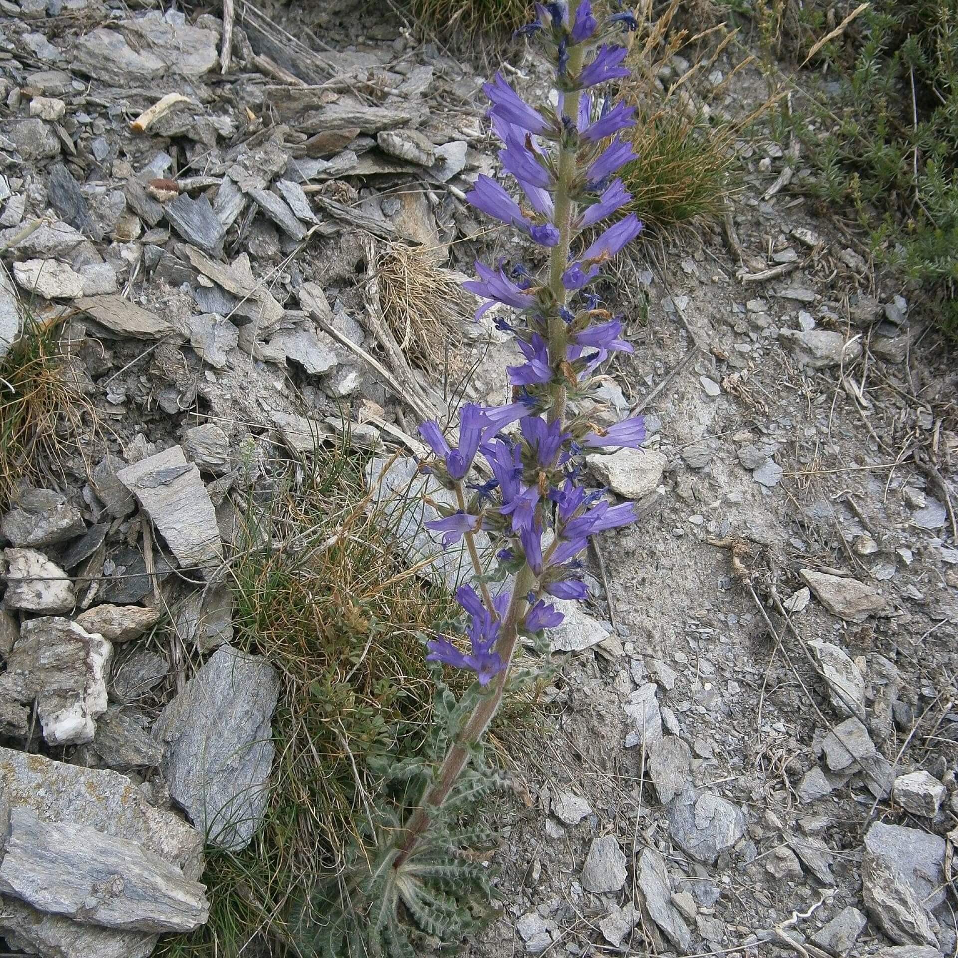 Ährige Glockenblume (Campanula spicata)