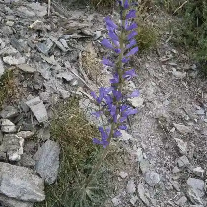 Foto von Ährige Glockenblume (Campanula spicata)