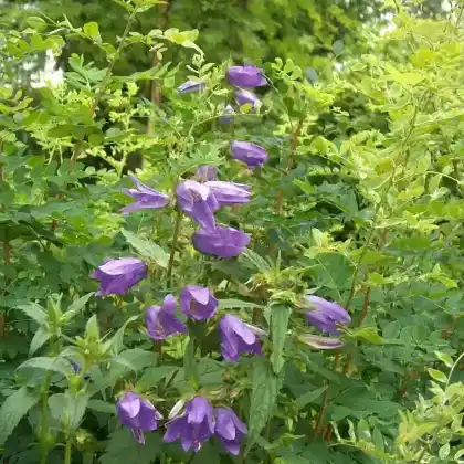 Foto von Nesselblättrige Glockenblume (Campanula trachelium)