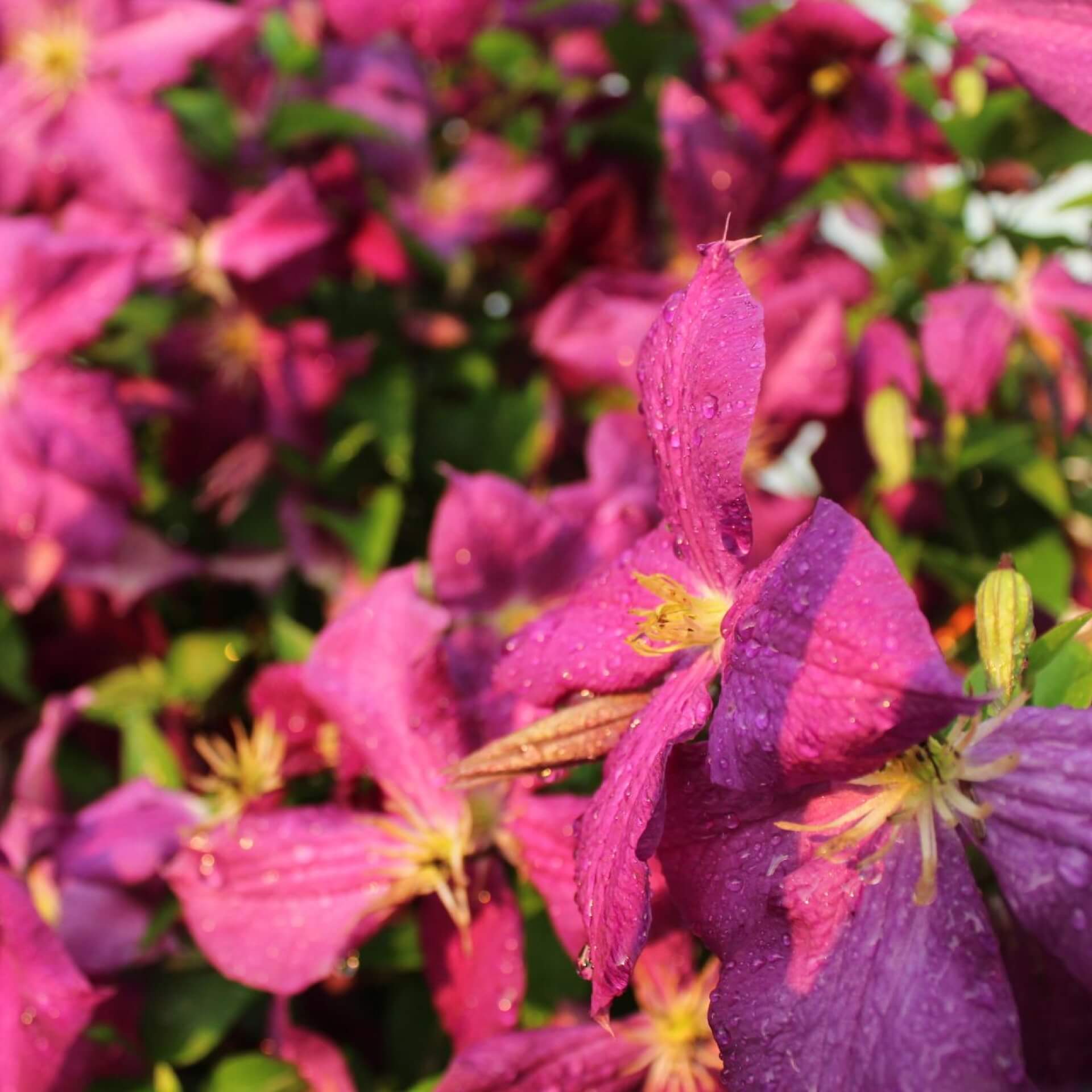 Italienische Waldrebe 'Rubra' (Clematis viticella 'Rubra')