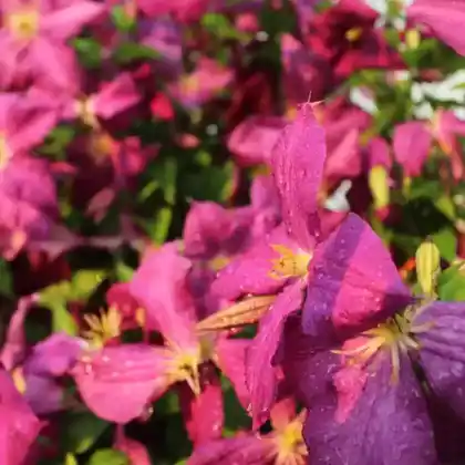 Foto von Italienische Waldrebe 'Rubra' (Clematis viticella 'Rubra')