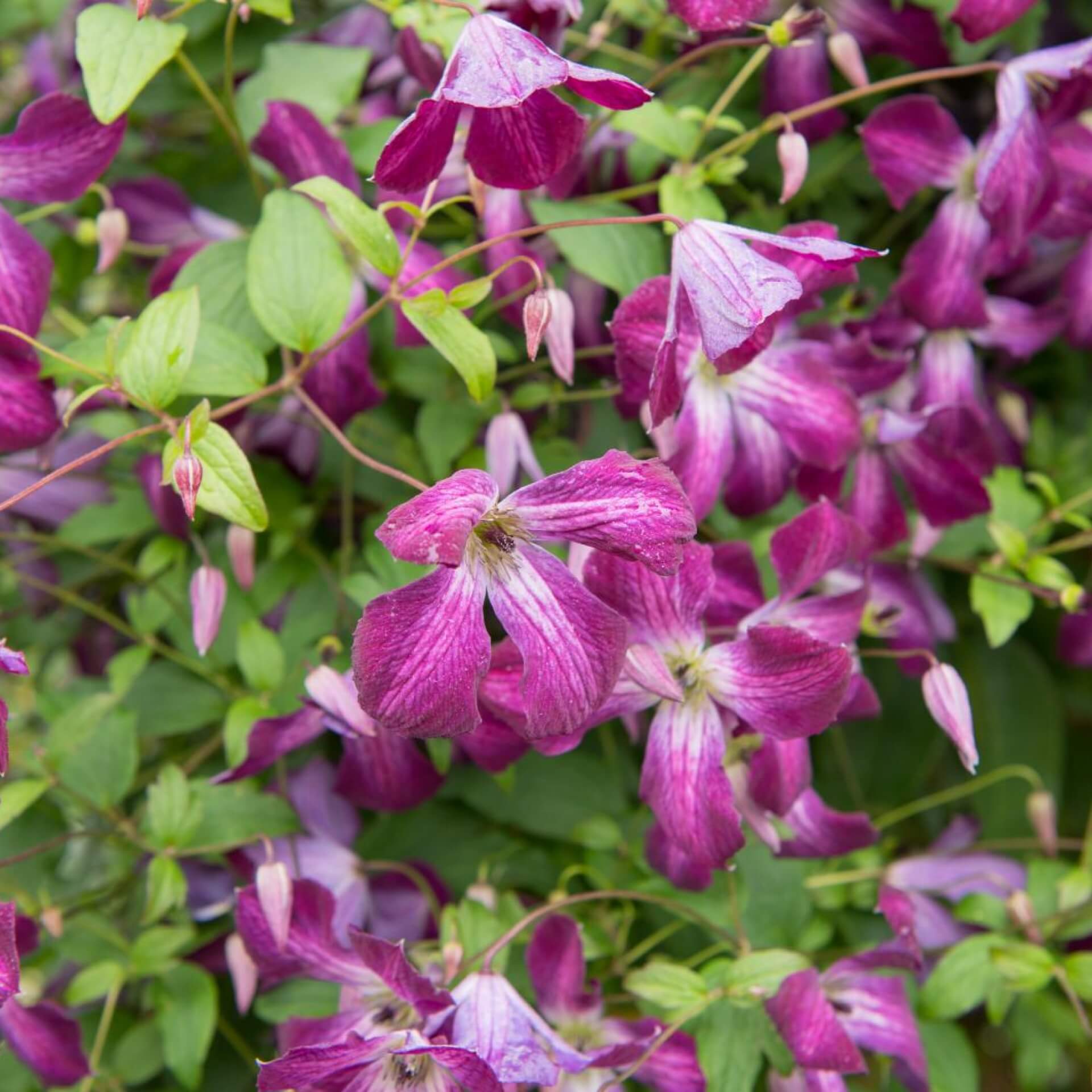 Italienische Waldrebe 'Walenburg' (Clematis viticella 'Walenburg')