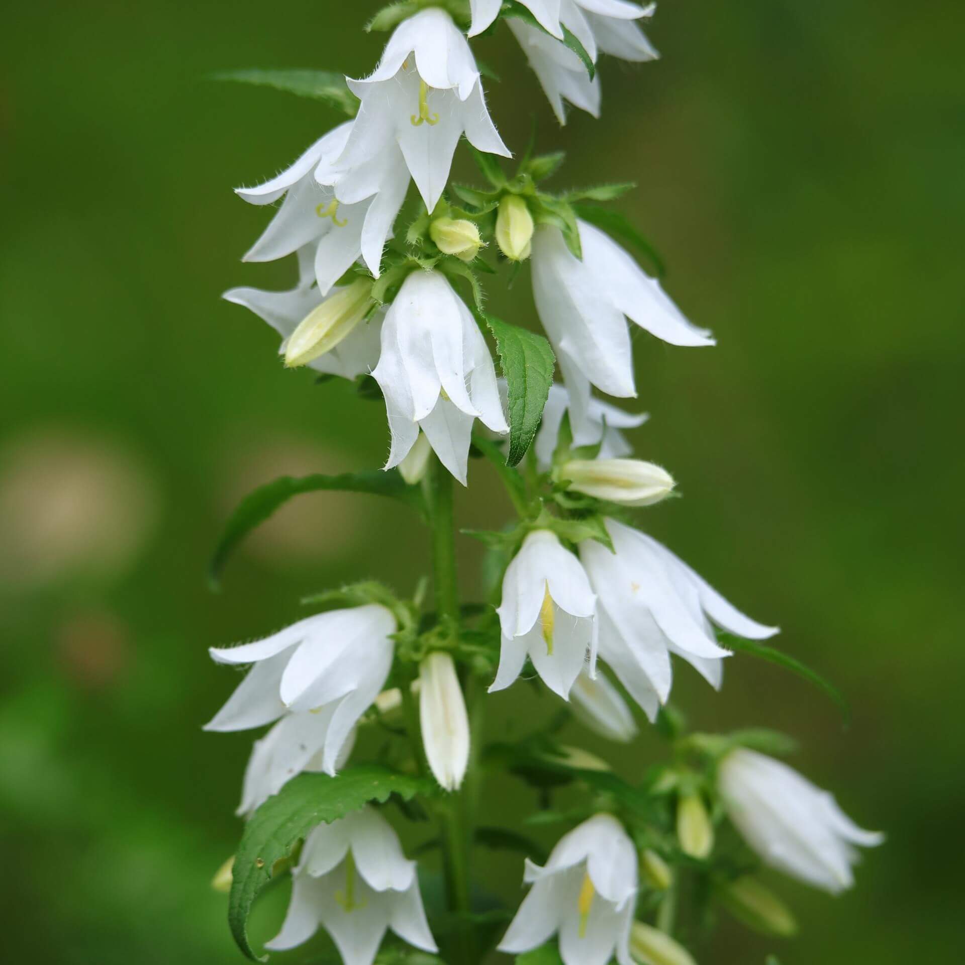 Nesselblättrige Glockenblume 'Alba' (Campanula trachelium var.alba)