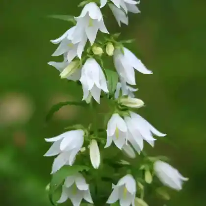 Foto von Nesselblättrige Glockenblume 'Alba' (Campanula trachelium var.alba)
