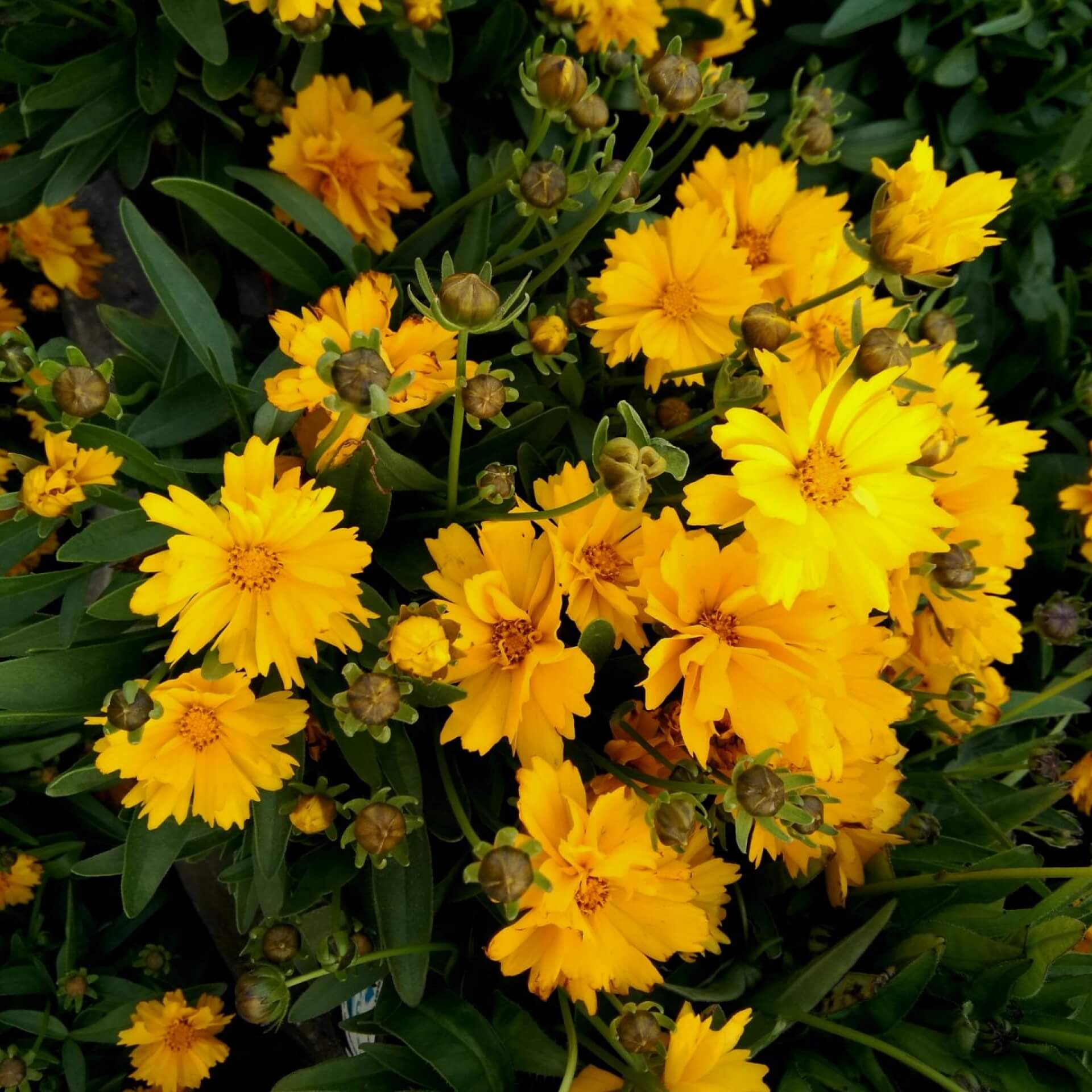 Großblumiges Mädchenauge 'Presto' (Coreopsis grandiflora 'Presto')