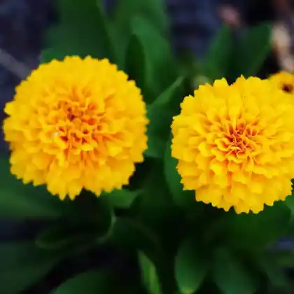 Foto von Großblumiges Mädchenauge 'Solanna Golden Sphere' (Coreopsis grandiflora 'Solanna Golden Sphere')
