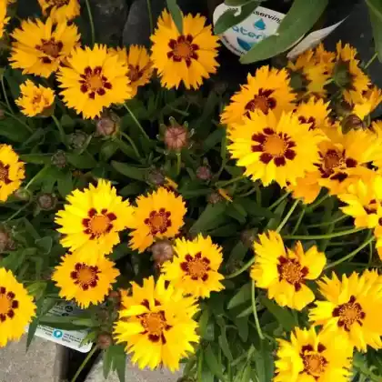 Foto von Großblumiges Mädchenauge 'Sunfire' (Coreopsis grandiflora 'Sunfire')