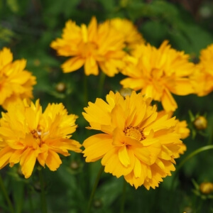 Staudensonnenblume Expertenwissen für den Garten