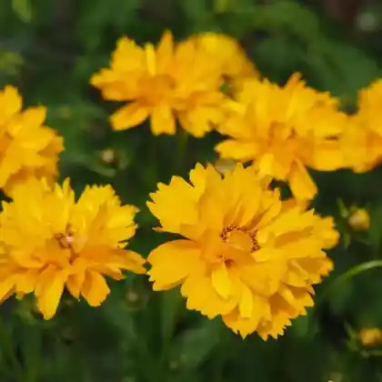 Foto von Großblumiges Mädchenauge 'Sunray' (Coreopsis grandiflora 'Sunray')
