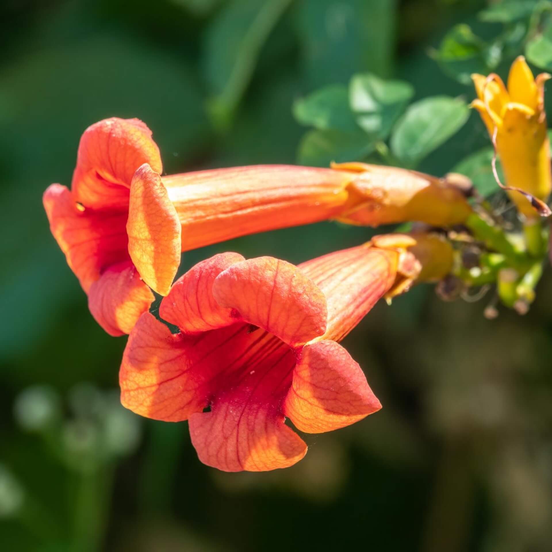 Chinesische Klettertrompete (Campsis grandiflora)