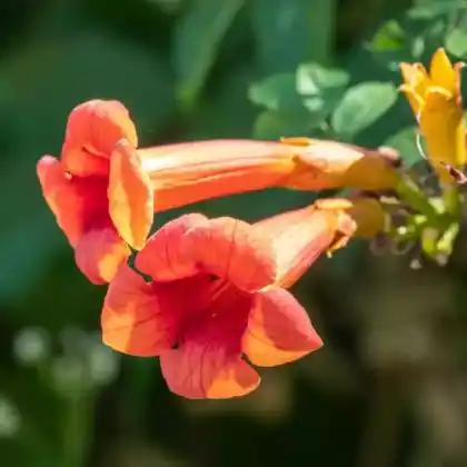 Foto von Chinesische Klettertrompete (Campsis grandiflora)