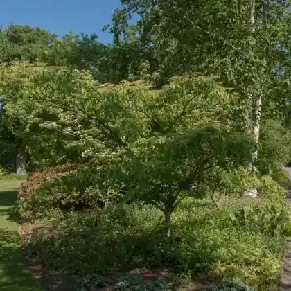 Foto von Riesen-Hartriegel 'Pagoda' (Cornus controversa 'Pagoda')