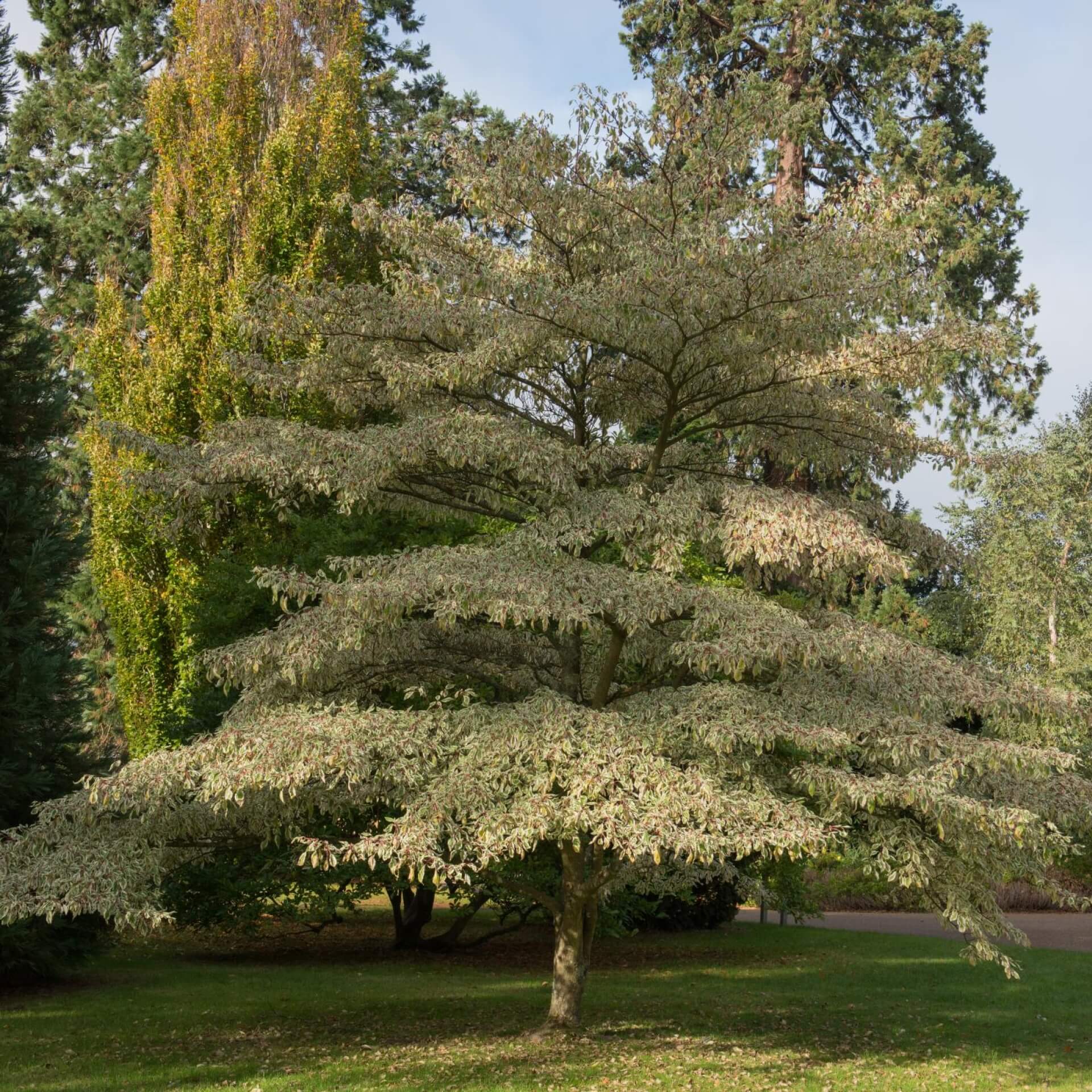 Riesen-Hartriegel 'Variegata' (Cornus controversa 'Variegata')