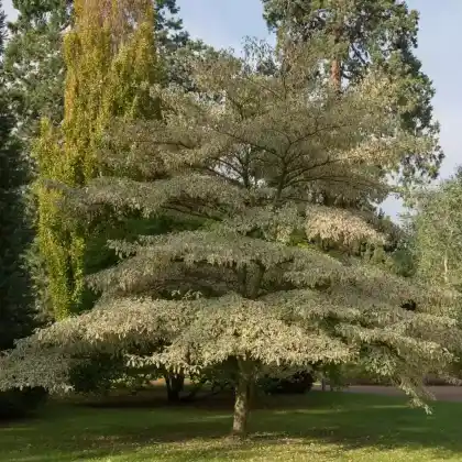 Foto von Riesen-Hartriegel 'Variegata' (Cornus controversa 'Variegata')