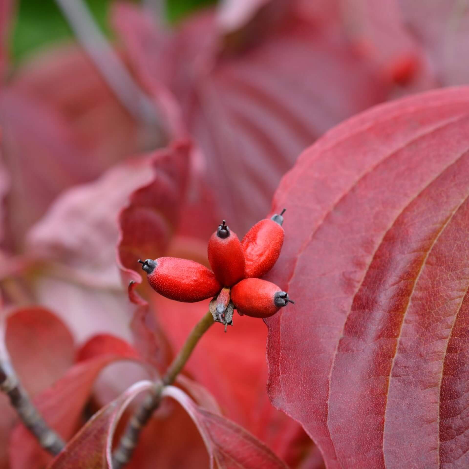 Blüten-Hartriegel 'Cherokee Princess' (Cornus florida 'Cherokee Princess')