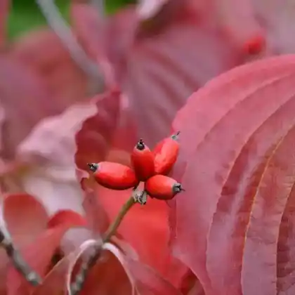 Foto von Blüten-Hartriegel 'Cherokee Princess' (Cornus florida 'Cherokee Princess')