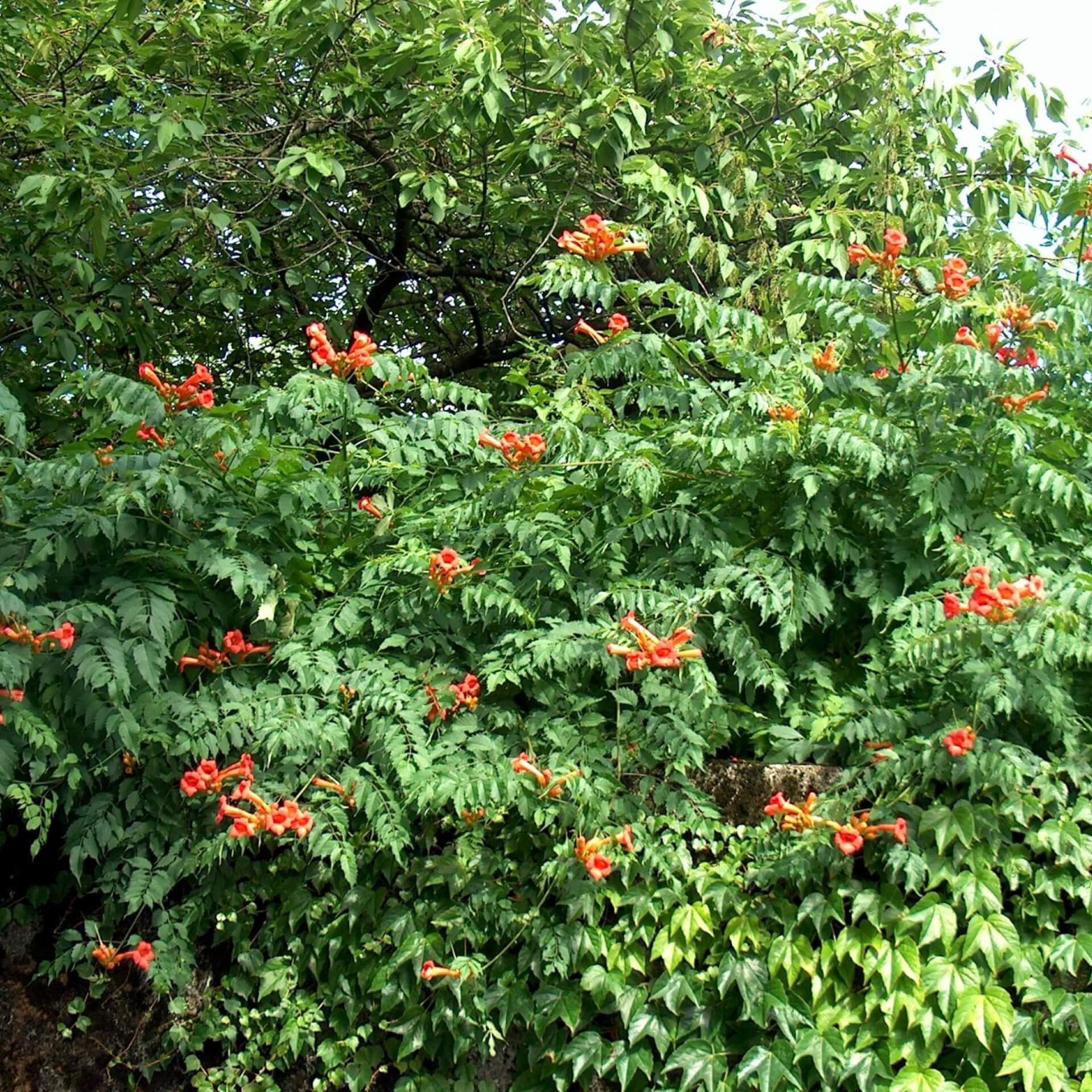 Amerikanische Klettertrompete (Campsis radicans)