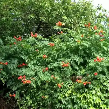 Foto von Amerikanische Klettertrompete (Campsis radicans)