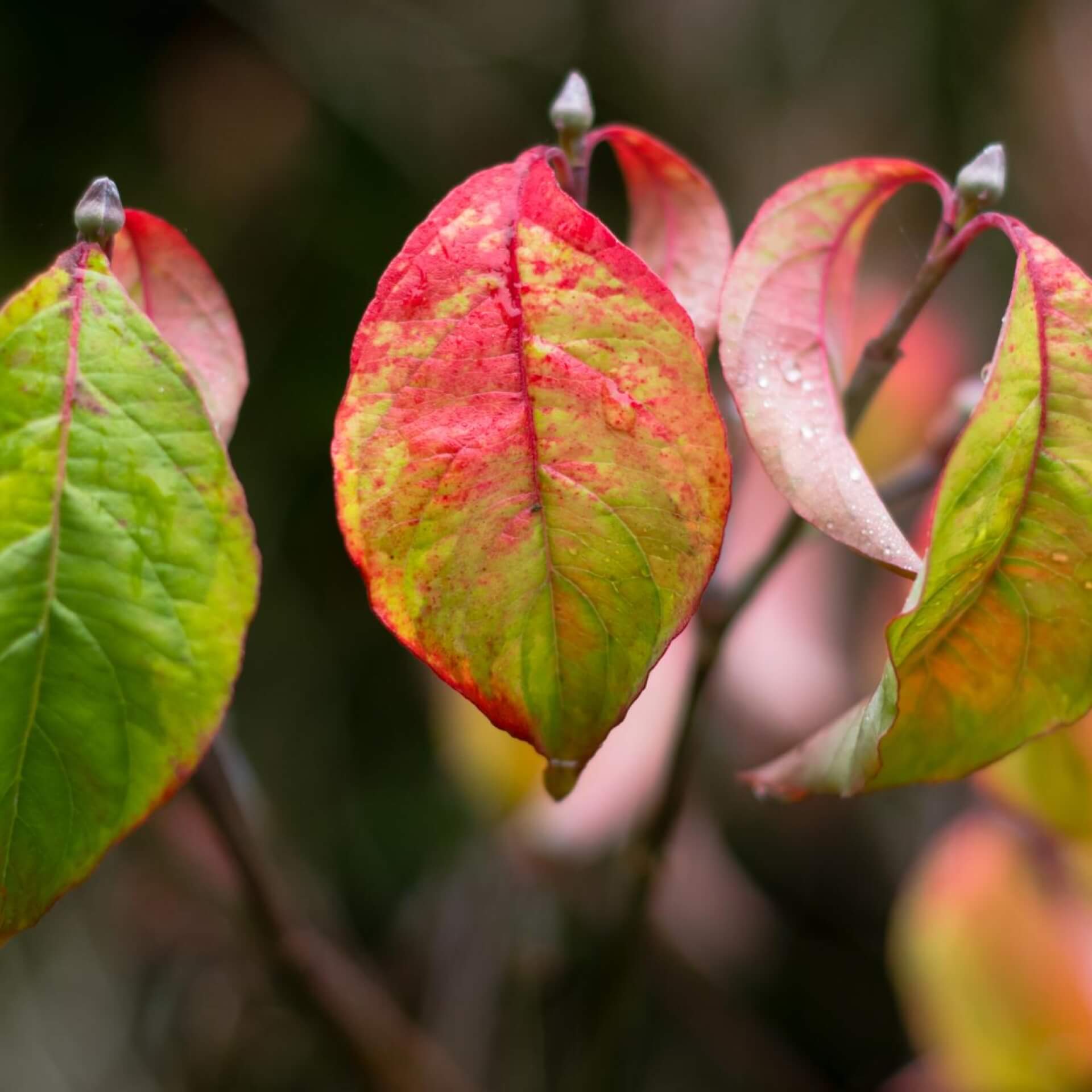 Blüten-Hartriegel 'Rainbow' (Cornus florida 'Rainbow')