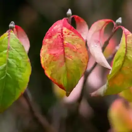 Foto von Blüten-Hartriegel 'Rainbow' (Cornus florida 'Rainbow')