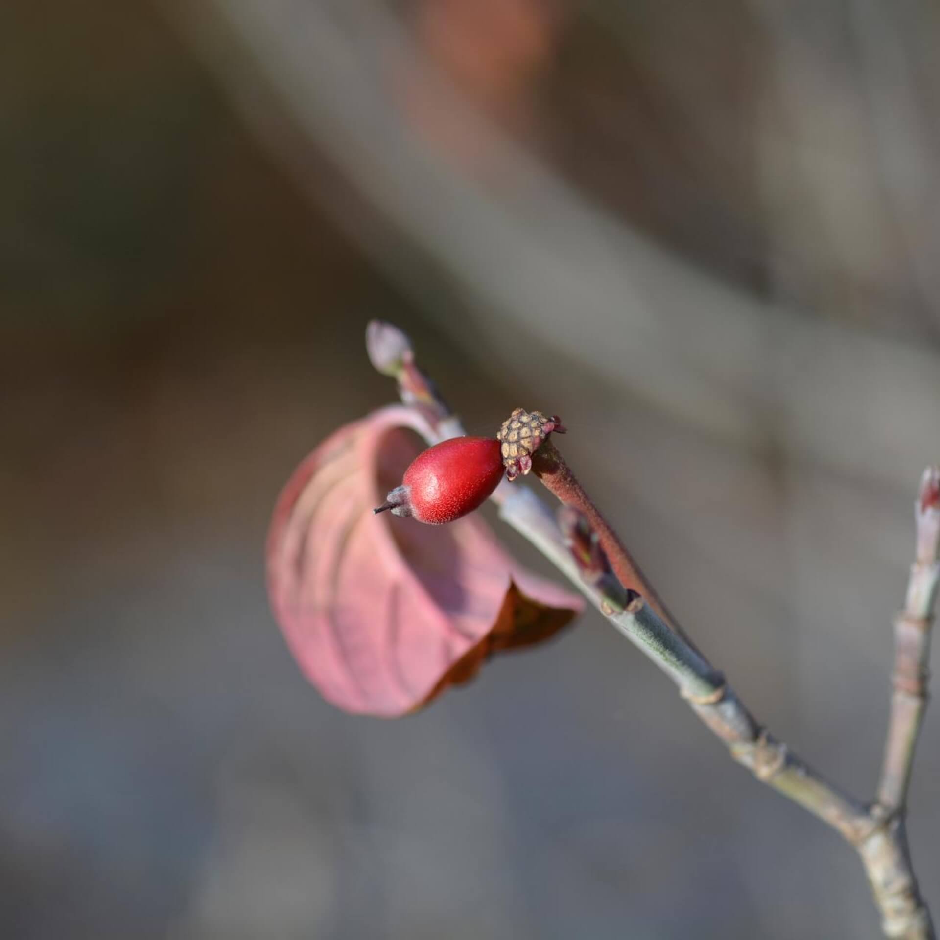 Blüten-Hartriegel 'Sweetwater' (Cornus florida 'Sweetwater')