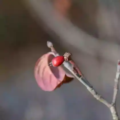 Foto von Blüten-Hartriegel 'Sweetwater' (Cornus florida 'Sweetwater')